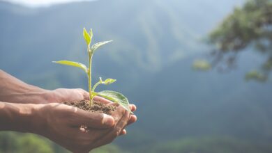 Photo de 3 idées pour promouvoir l’écologie