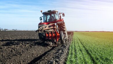 Photo de Les légumes d’aujourd’hui contiennent ils moins de nutriments qu’avant ?