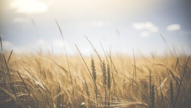 Photo de La crise alimentaire mondiale s’aggrave alors que la Russie se retire de l’accord sur les céréales