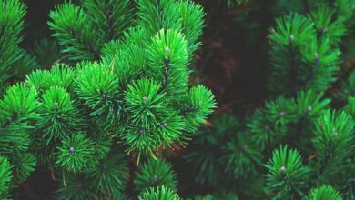 Photo de Manger des arbres, l’étonnante histoire du Pycnogenol