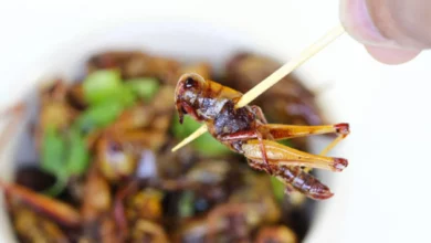 Photo de Manger des insectes sans le savoir : attention à cette fake news !