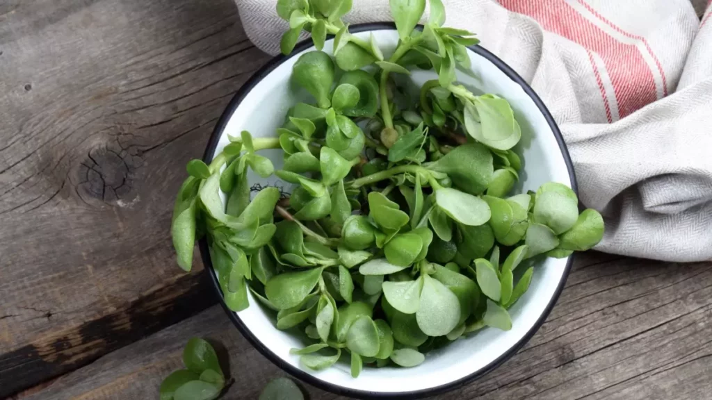 la plante de pourpier