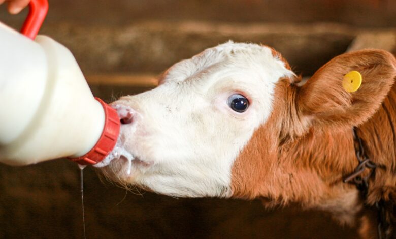 infolabo analyse du lait de la filiere laitiere