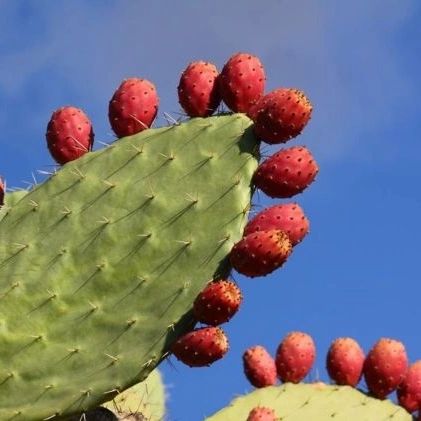 figuiers de barbarie avec ses fruits