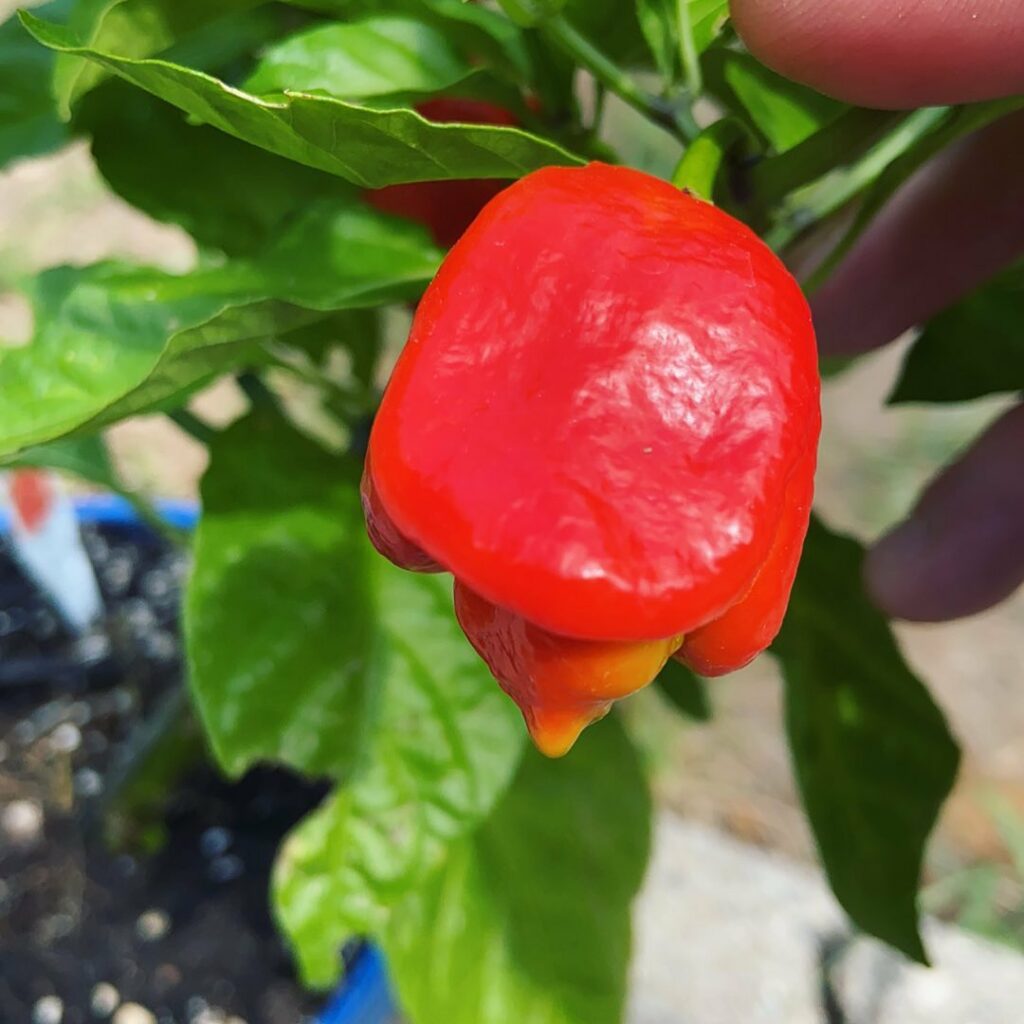 naga viper chili pepper