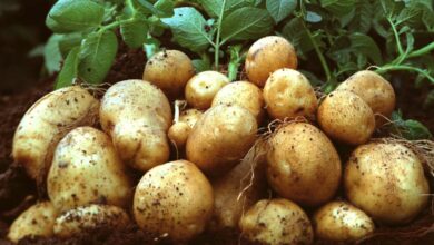 Photo de Pommes de terre génétiquement modifiées : vers une révolution dans l’industrie alimentaire